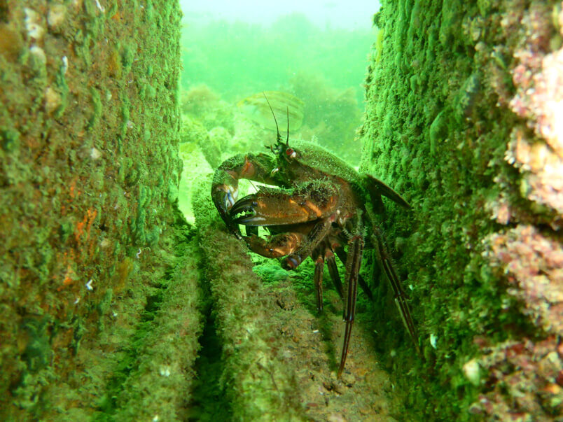 Projet RECIF. Recyclage des coquillages dans du béton